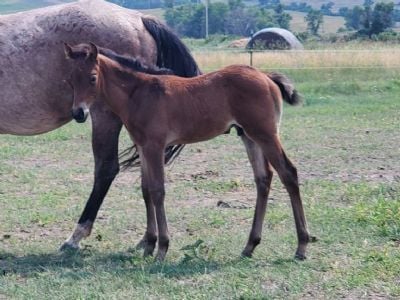 Whiskey Up Pulsar JW <BR>AQHA 6370872